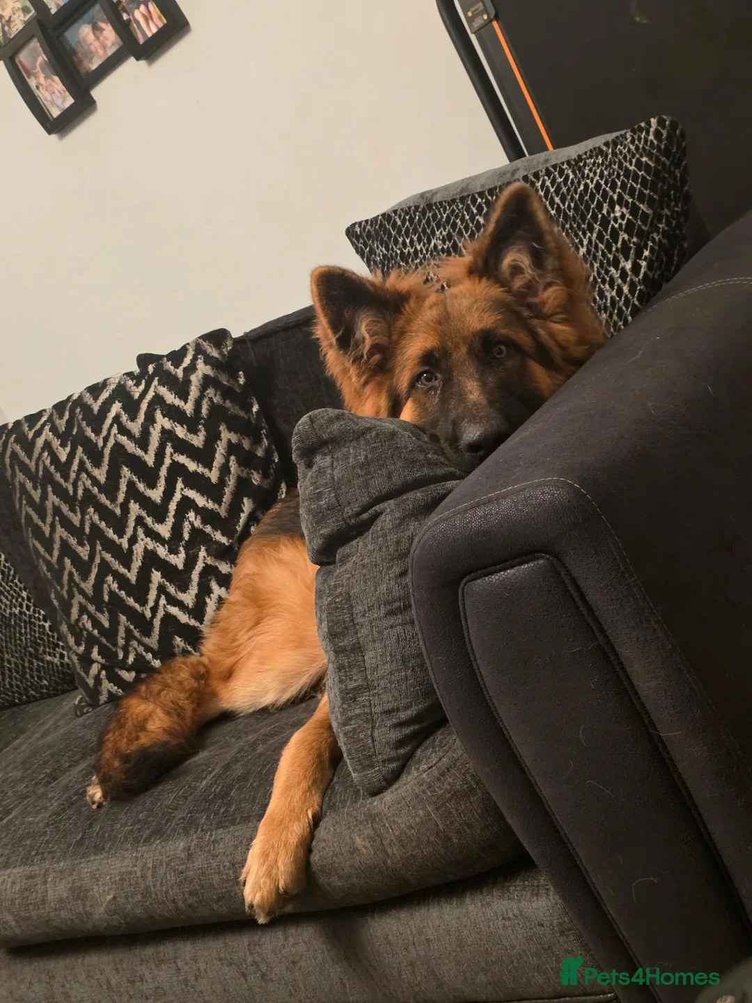 German Shepherd dogs for sale: German Shepherd Pup  - Advert 2