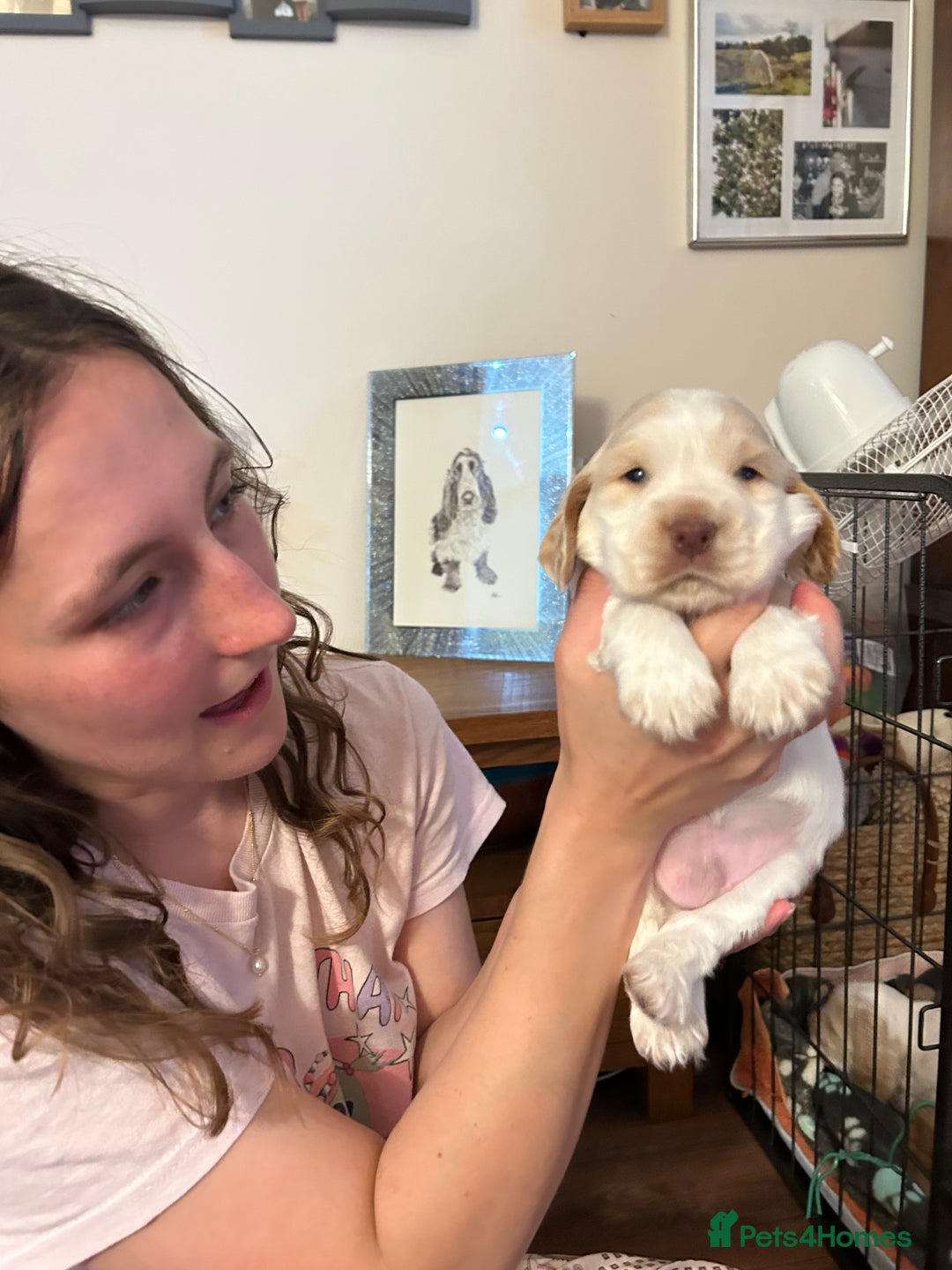 Cocker Spaniel dogs for sale: Gorgeous Cocker Spaniel Puppies - Image 8