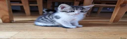 Mixed Breed cats for sale: 7 Beautiful Kittens For Sale!!!!!!! - Advert 14