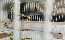 Ringnecks birds for sale: Grey ringneck  - Image 4