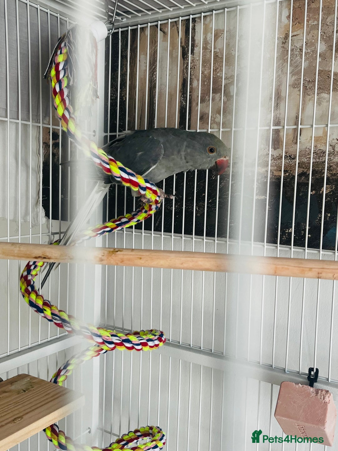 Ringnecks birds for sale: Grey ringneck  - Image 4