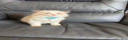 Ragdoll cats for sale: 6 perfect ragdoll kittens - Advert 9