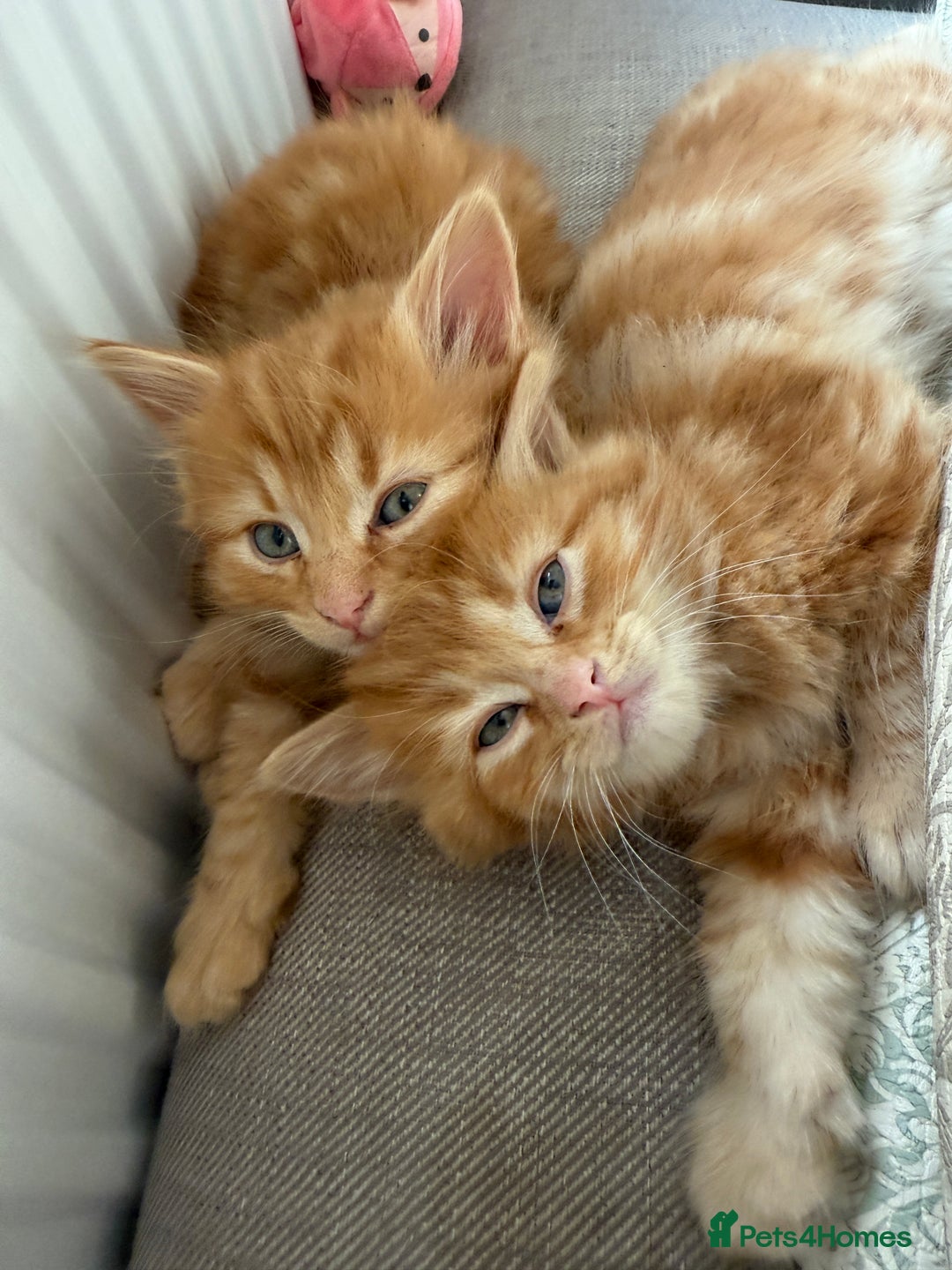 Persian cats for sale: Ginger boys 💚 - Image 10
