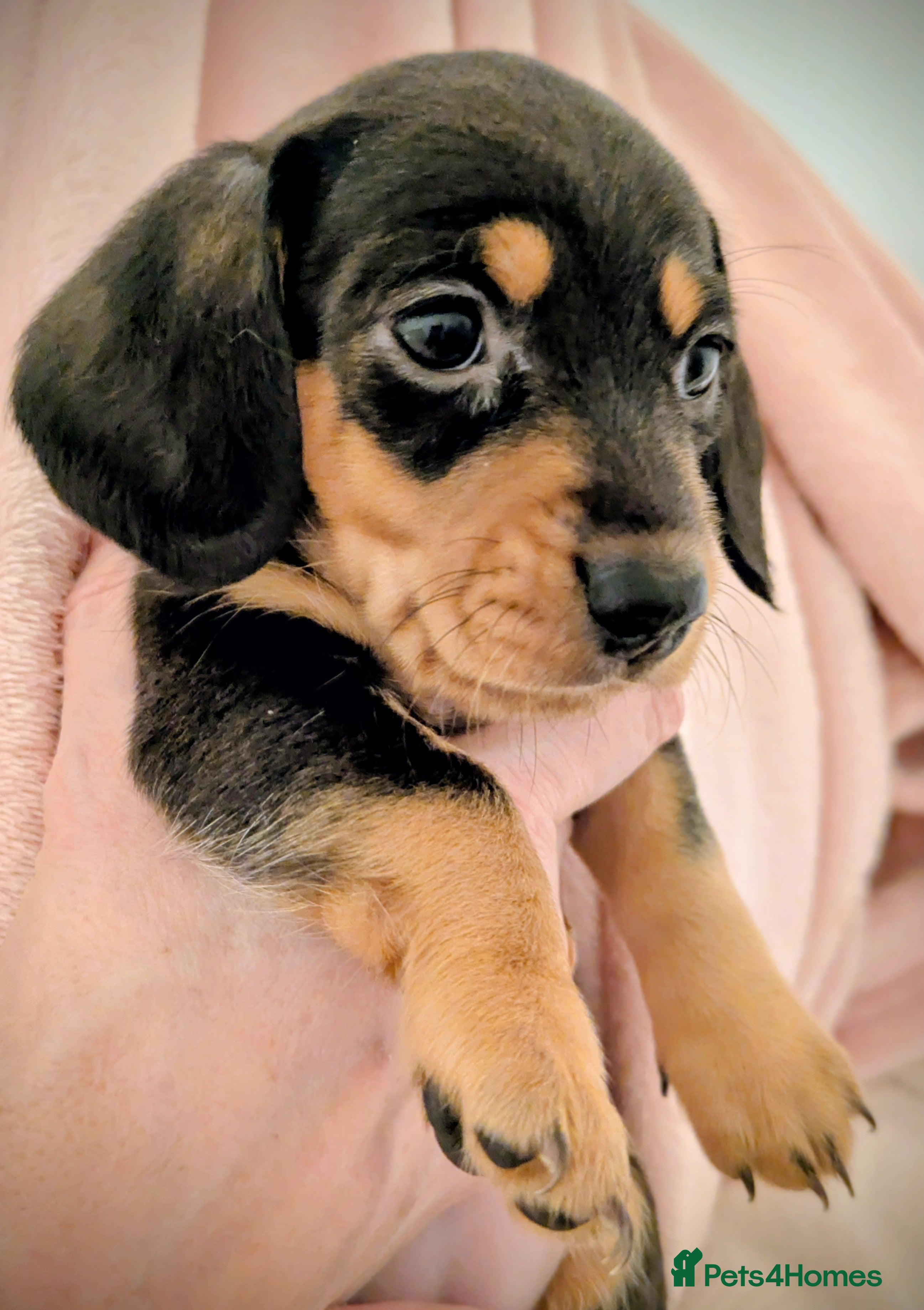 Miniature Dachshund dogs Miniature baby dachshund - Advert 12