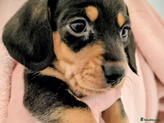 Miniature Dachshund dogs Miniature baby dachshund - Advert 12
