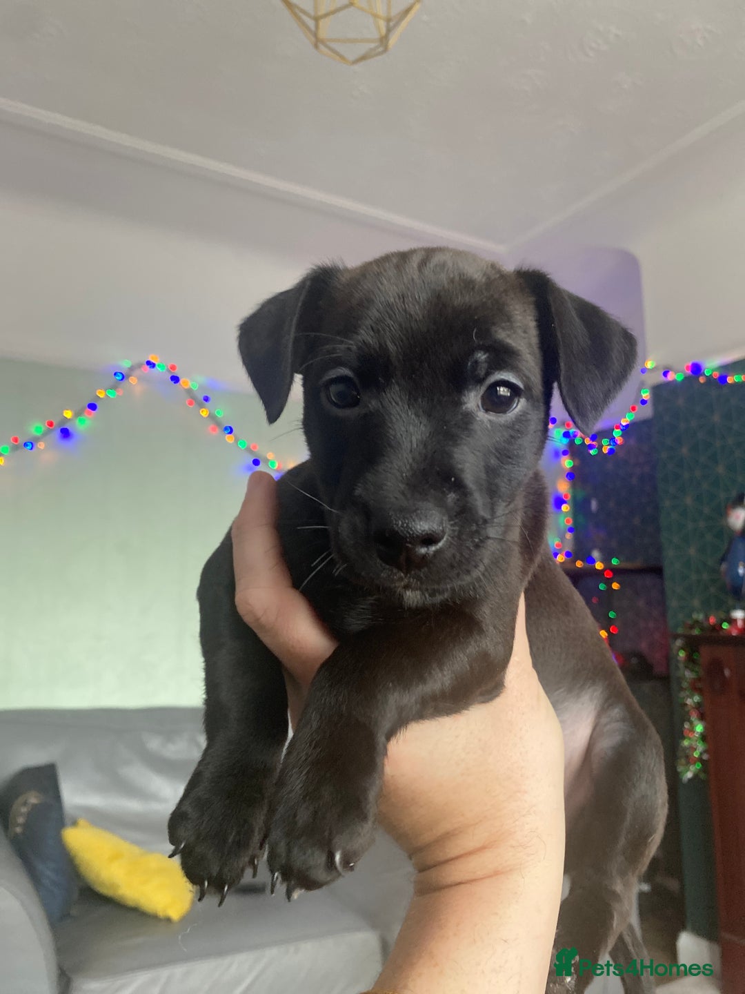 Mixed Breed dogs for sale: Plummer x Patterdale puppies  - Advert 1