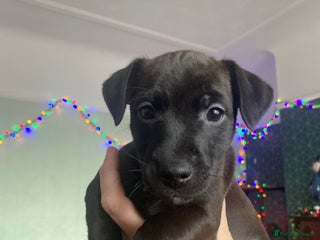 Mixed Breed dogs Plummer x Patterdale puppies - Advert 6