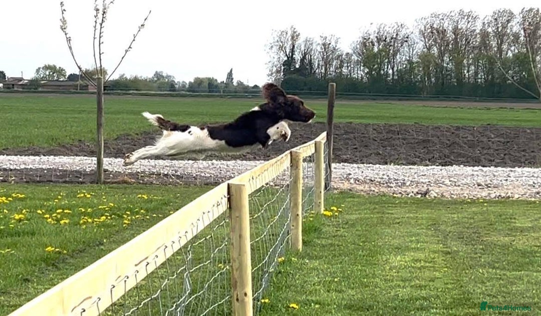 English Springer Spaniel dogs for sale: Puppy (male) KC ESS with titled parents FTW x FTAW - Image 8