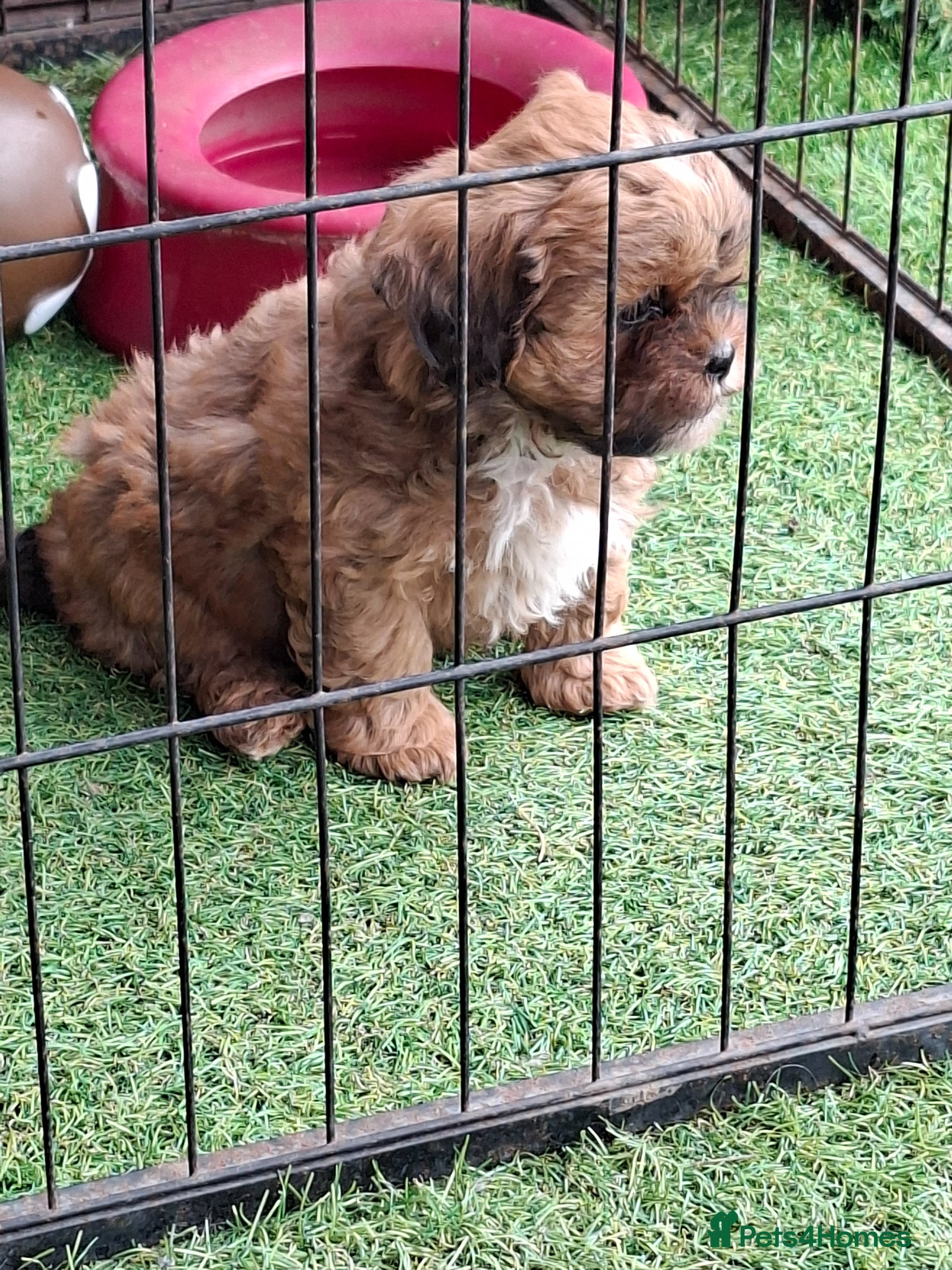 Shihpoo dogs Stunning F1 Shihpoo puppies  - Advert 7