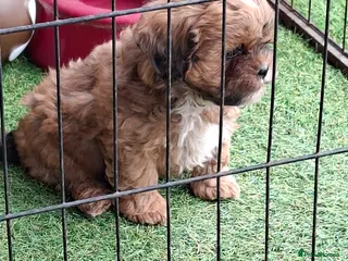 Shihpoo dogs Stunning F1 Shihpoo puppies - Advert 3