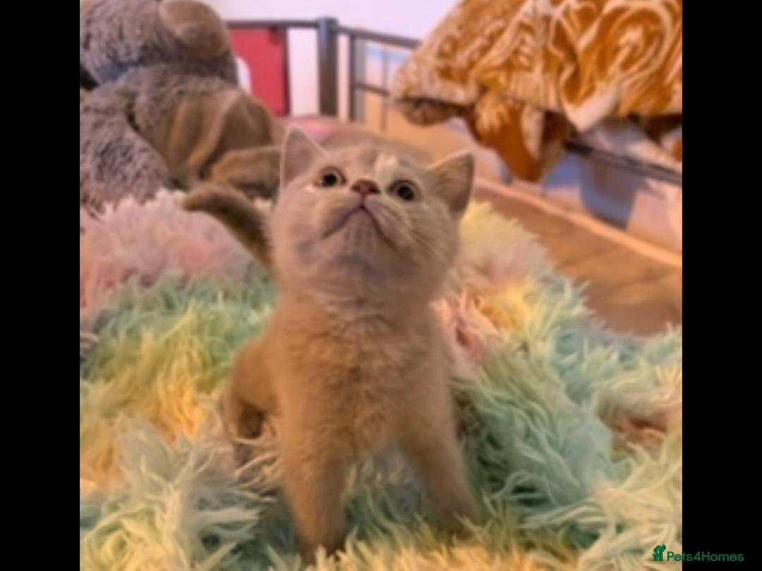 British Shorthair cats for sale: British Shorthair kittens - Image 9