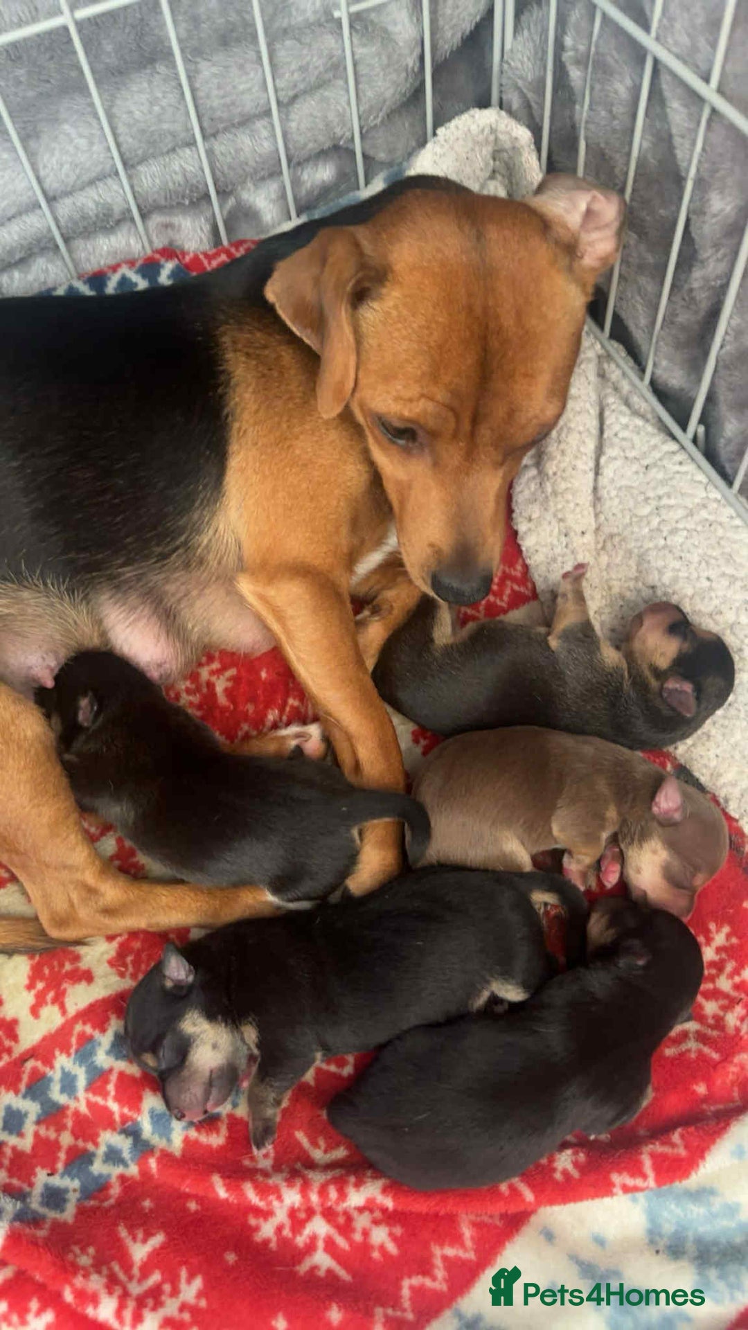 Jack Russell dogs for sale: Beautiful Jacks for sale - Advert 4