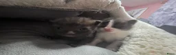 British Longhair cats for sale: Two male kittens - Advert 9