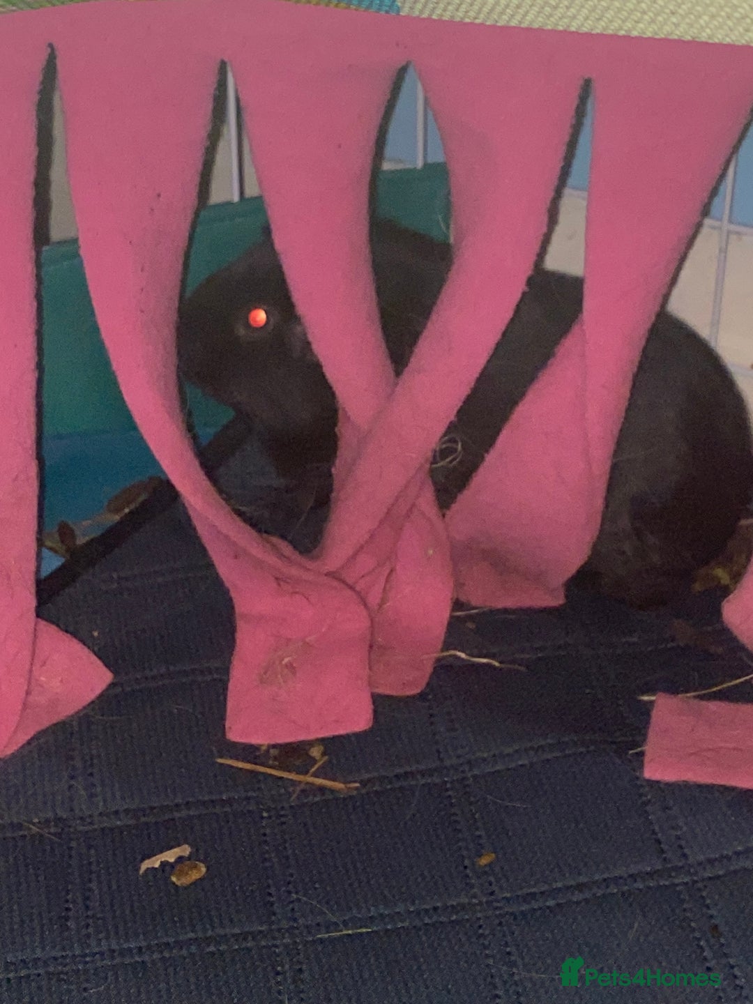 Mixed Breed rodents for sale: Brown female Guinea pig - Advert 1