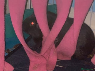 Mixed Breed rodents Brown female Guinea pig - Advert 1