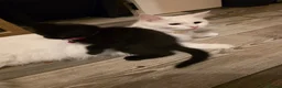 Mixed Breed cats for sale: Maine coon x Scottish fold  - Advert 7