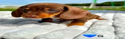 Miniature Dachshund dogs for sale: Miniature Dachshund Boys For Sale  in Blaenau Ffestiniog - Advert 2