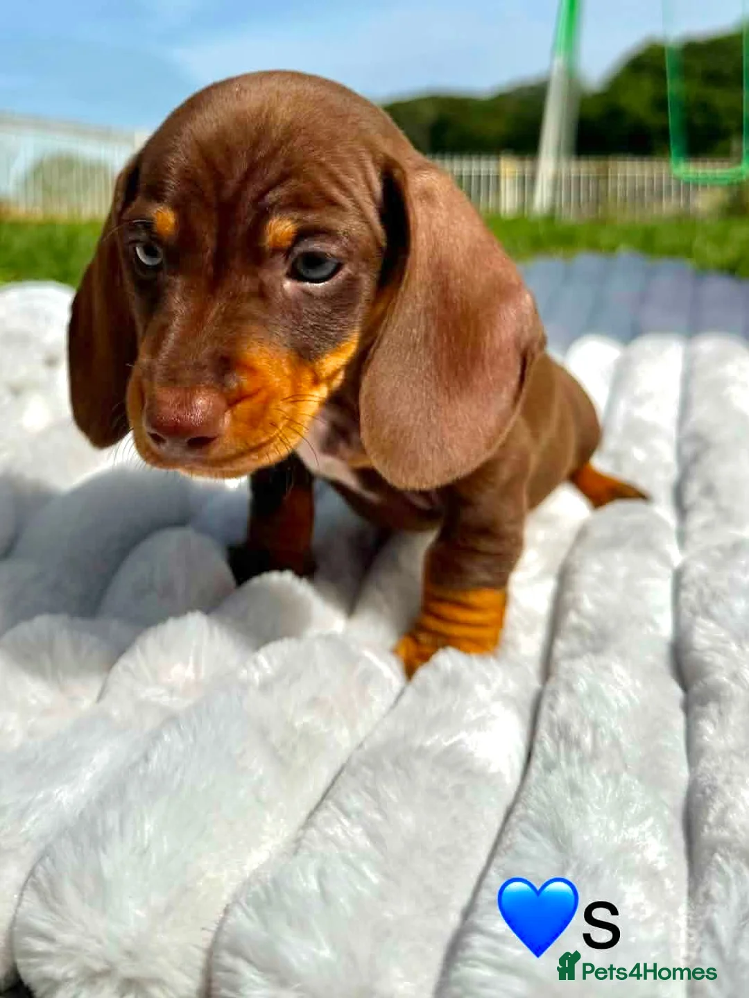 Miniature Dachshund dogs for sale: Miniature Dachshund Boys For Sale  in Blaenau Ffestiniog - Advert 2