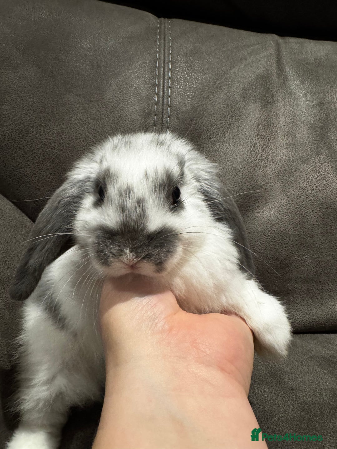 Mini Lop rabbits for sale: Gorgeous Mini Lops Available  - Advert 17