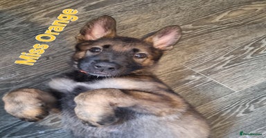 German Shepherd dogs - Advert 6