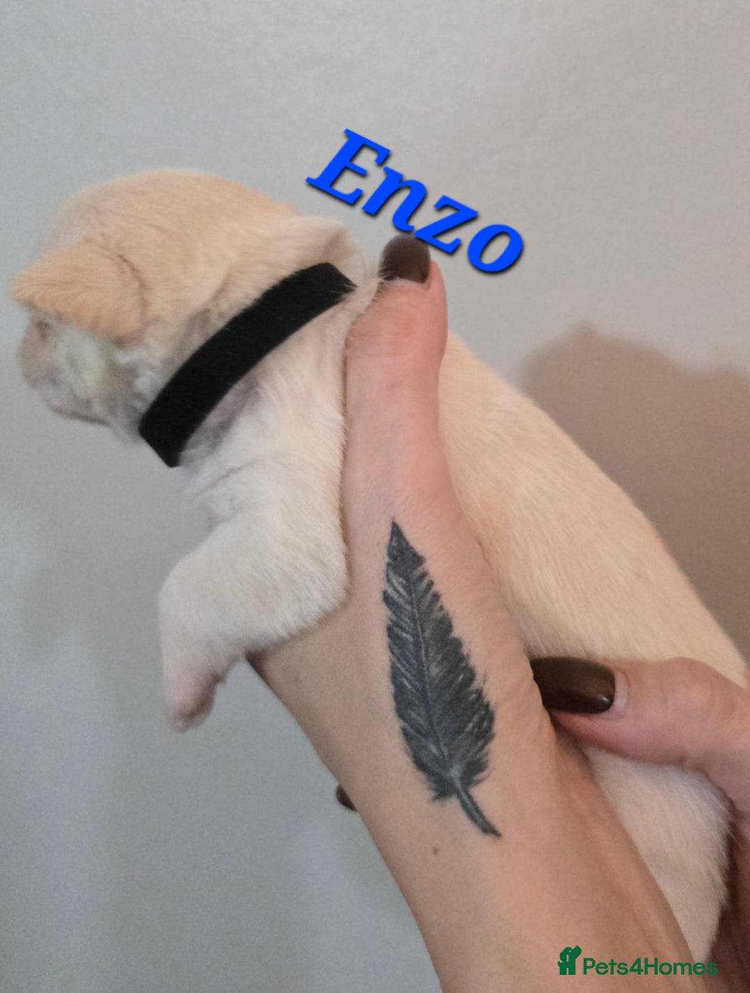 Mixed Breed dogs for sale: F1 Malchi puppys from health tested parents  - Image 14