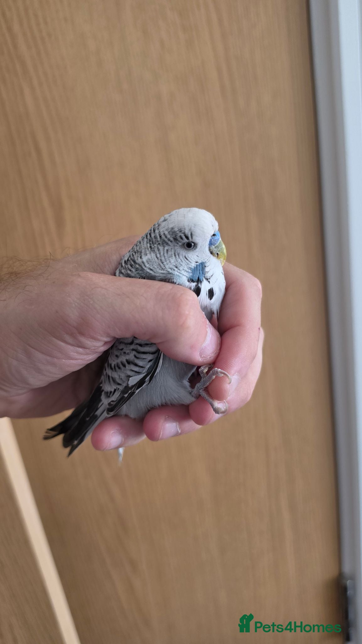 Budgerigars birds Male Budgie for rehoming - Advert 2