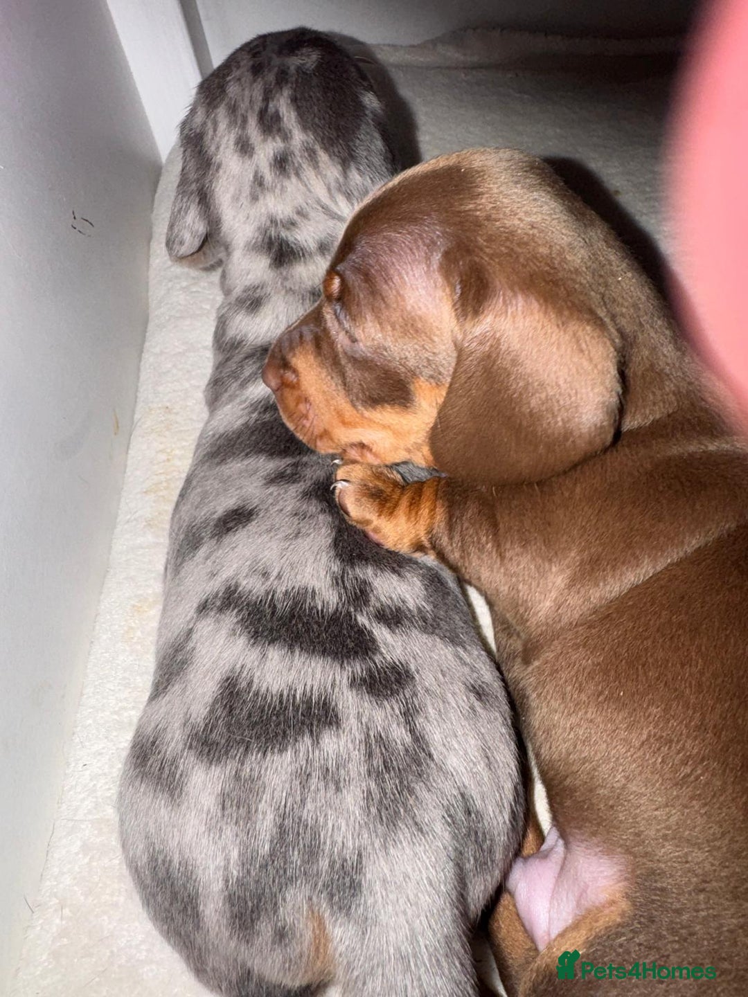 Dachshund dogs for sale: Dachshund Puppies  - Advert 6