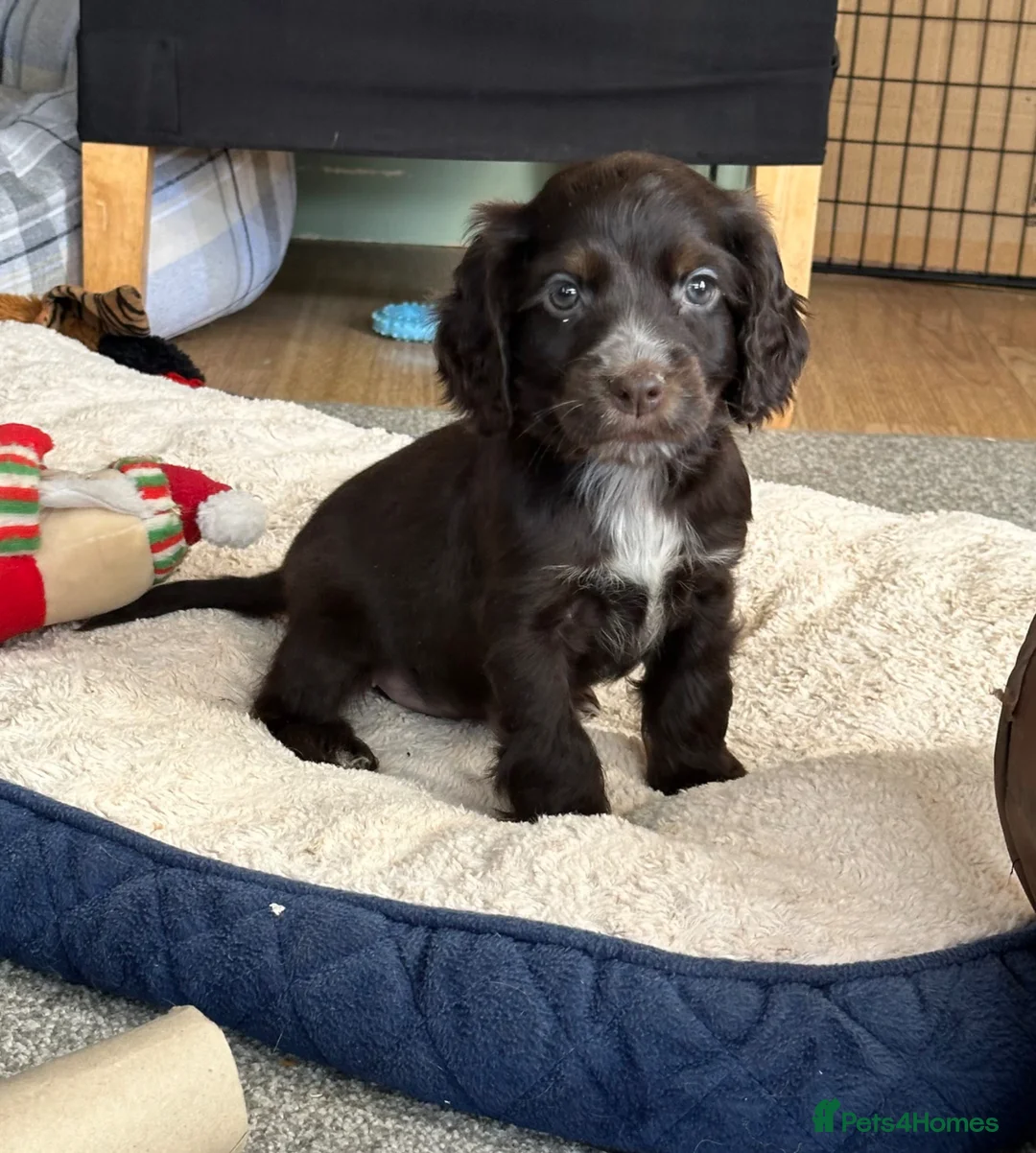 Cocker Spaniel dogs for sale: Beautiful show type Cocker Spaniels - Advert 39
