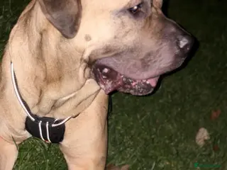 Presa Canario dogs Presa canario available for stud!!!😁 - Advert 1