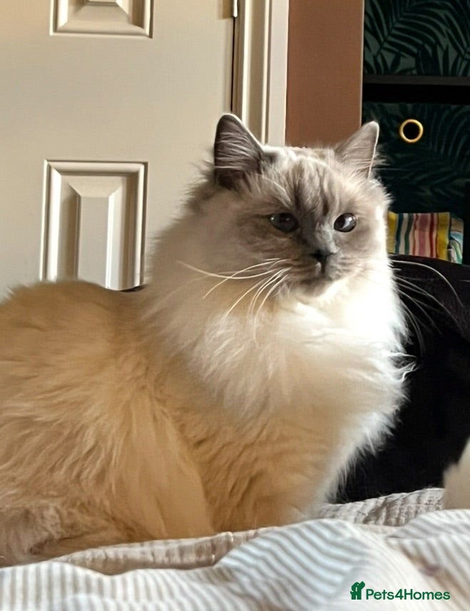 Ragdoll cats Stunning chunky Blue Point Ragdolls - Advert 1