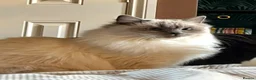 Ragdoll cats for sale: Stunning chunky Blue Point Ragdolls in Newport - Advert 1