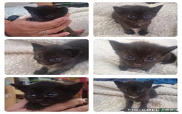 Mixed Breed cats for sale: Kittens for sale - Image 2