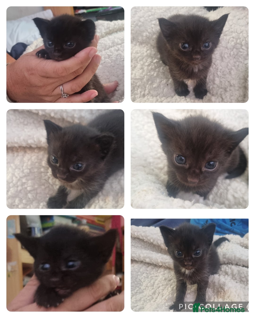 Mixed Breed cats for sale: Kittens for sale - Image 2