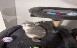 British Shorthair cats for sale:  💖Rare Colors British Shorthair Kittens💖 - Image 8
