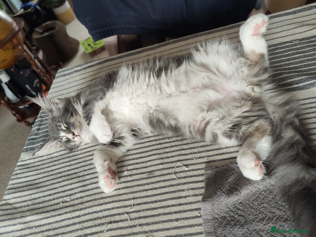 Maine Coon cats for sale: Three adorable Main kittens  - Image 11