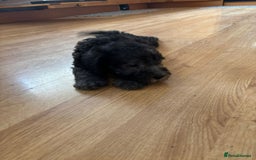Bedlington Terrier dogs for sale: Bedlington Terrier puppies - Image 7
