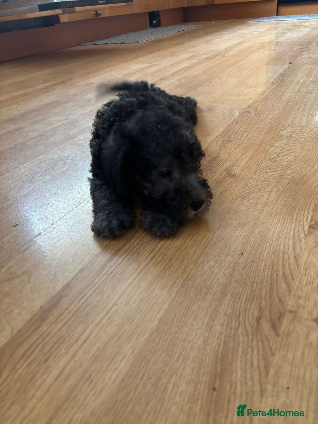 Bedlington Terrier dogs for sale: Bedlington Terrier puppies - Image 7