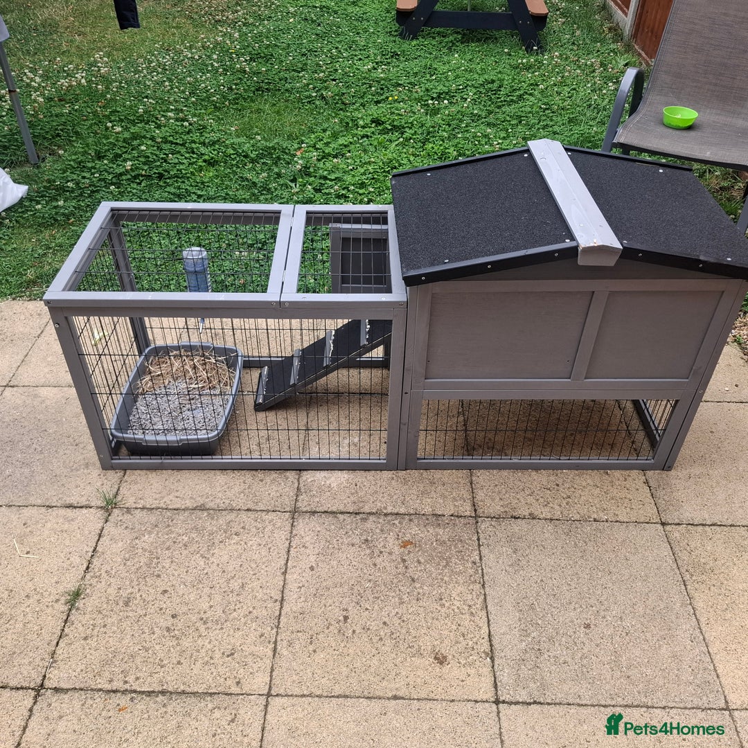 Mini Lop rabbits for sale: Baby minilop rabbit 9 weeks - Image 6