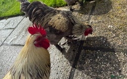 Chickens poultry for sale: 4 VERY HANDSOME HAND REARED SILKY MIX COCKERELS  - Image 31