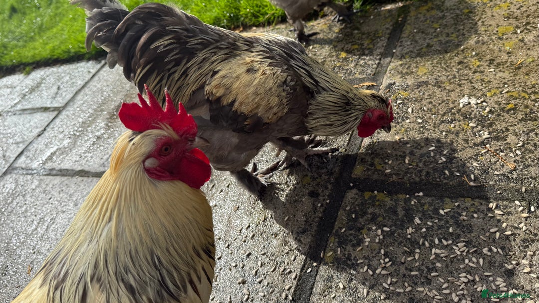 Chickens poultry for sale: 4 VERY HANDSOME HAND REARED SILKY MIX COCKERELS  - Image 31