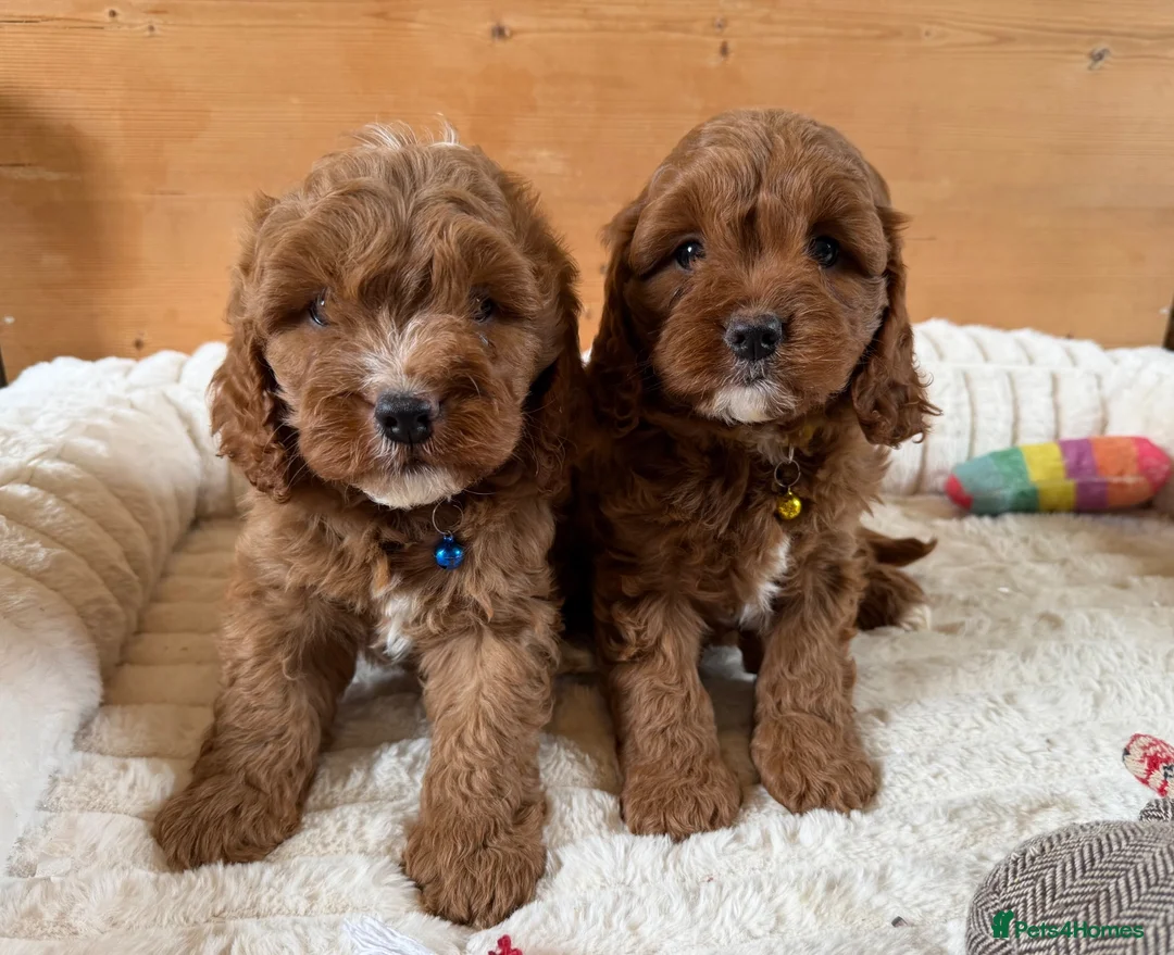 Cavapoo dogs for sale: Beautiful F1 Red Cavapoo puppies  - Advert 1