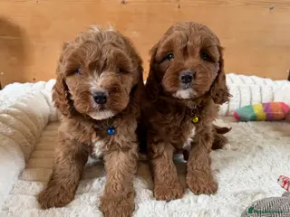 Cavapoo dogs Beautiful F1 Red Cavapoo puppies - Advert 2