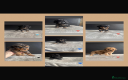 Cockapoo dogs for sale: F1 Cockapoo Puppies. - Image 1