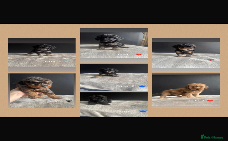 Cockapoo dogs - Advert 3