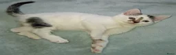 Domestic Shorthair cats for sale: 5 Beautiful, Playful Kittens - Advert 7