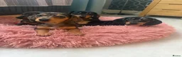 Miniature Dachshund dogs for sale: Miniature dapple dachshunds  - Advert 6