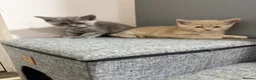 Maine Coon cats for sale: Maincoon kittens 🐱  - Advert 3