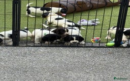 English Springer Spaniel dogs for sale: Kc reg  dna tested springer spaniels  - Image 17
