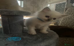 Ragdoll cats for sale: Ragdoll kittens - Image 7