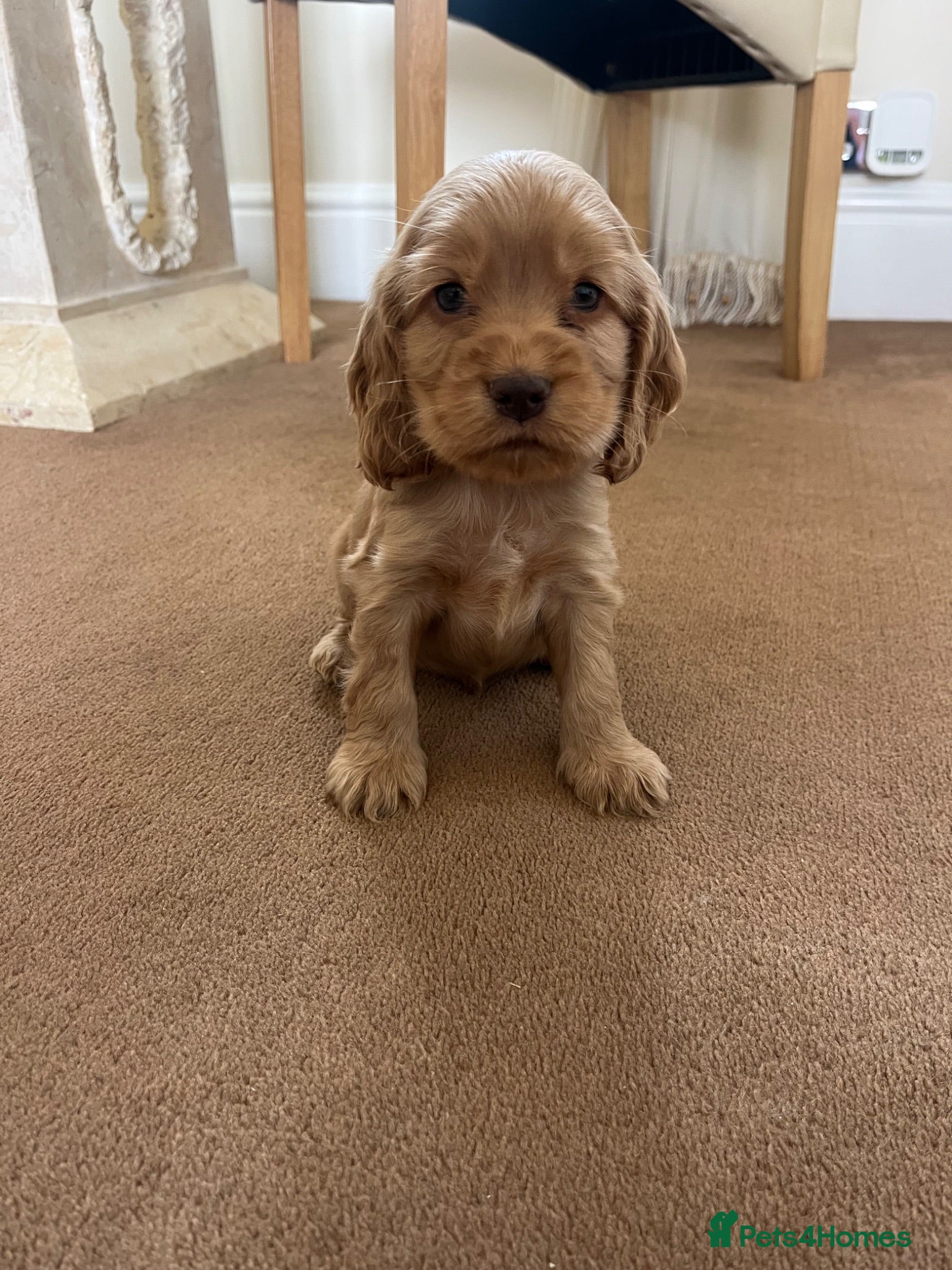 Cocker Spaniel dogs Beautiful show type cocker spaniel  - Advert 2